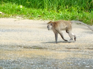 Macaque on a mission
