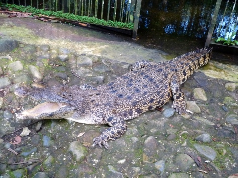 Semenggoh also had a few crocodiles, but no one paid much attention to them