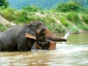Yes, elephants really do blow water out of their trunks